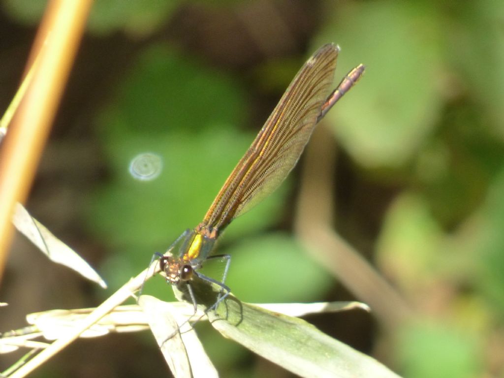 Calopteryx splendens o virgo? - Calopteryx virgo femmina